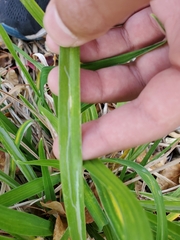 Ophiomyia kwansonis