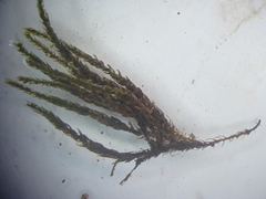 Platylomella lescurii