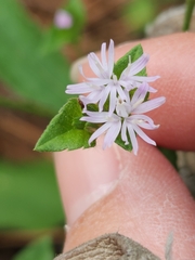 Elephantopus carolinianus