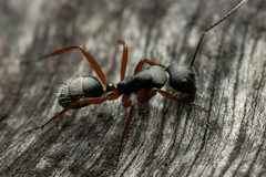 Camponotus hartogi