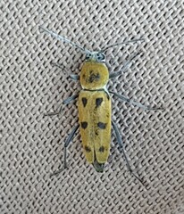 Chlorophorus glabromaculatus