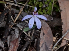 Cyanicula caerulea