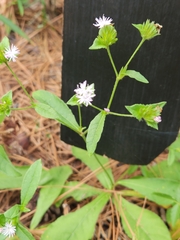 Elephantopus carolinianus