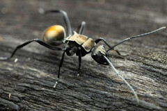 Polyrhachis ammon
