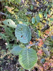 Alnus incana