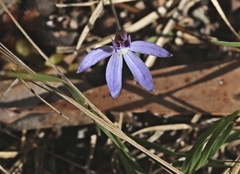 Cyanicula caerulea