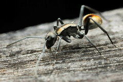 Polyrhachis brisbanensis