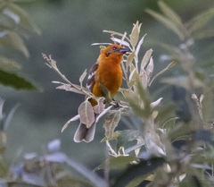 Piranga bidentata