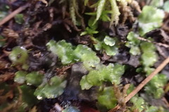 Pellia neesiana