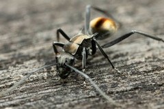 Polyrhachis brisbanensis