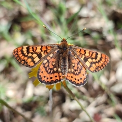 Euphydryas aurinia beckeri