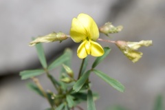 Medicago prostrata