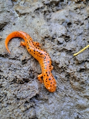 Pseudotriton ruber ruber