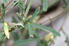 Medicago prostrata