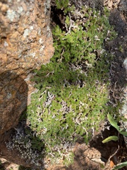 Selaginella peruviana