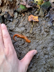 Pseudotriton ruber ruber