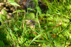 Fritillaria camschatcensis