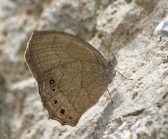 Pindis squamistriga