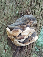 Phellinus alni