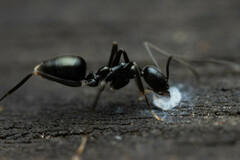 Leptomyrmex burwelli