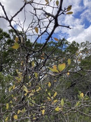 Sideroxylon lanuginosum