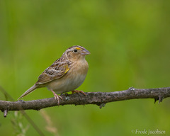 Ammodramus savannarum