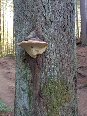 Phellinus alni
