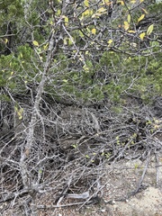 Sideroxylon lanuginosum