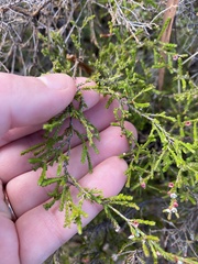Micromyrtus