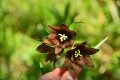 Fritillaria camschatcensis
