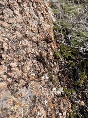 Trimerotropis saxatilis