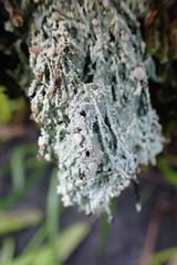 Icmadophila ericetorum