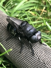 Cuterebra approximata