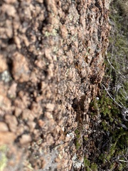 Trimerotropis saxatilis