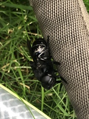 Cuterebra approximata