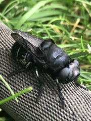 Cuterebra approximata