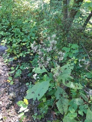 Eutrochium purpureum