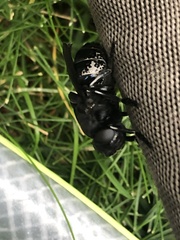 Cuterebra approximata