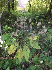 Eutrochium purpureum