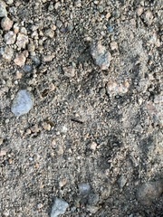 Brachyponera chinensis