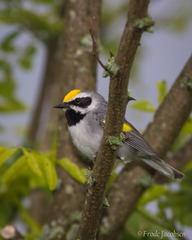 Vermivora chrysoptera