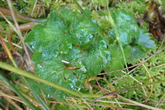 Boykinia occidentalis