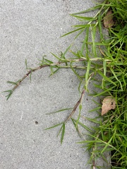 Cenchrus clandestinus