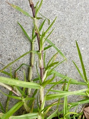 Cenchrus clandestinus