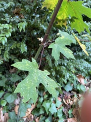 Acer macrophyllum