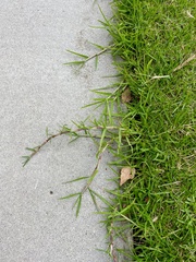 Cenchrus clandestinus