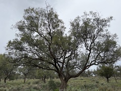 Alectryon oleifolius