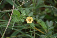 Kallstroemia maxima