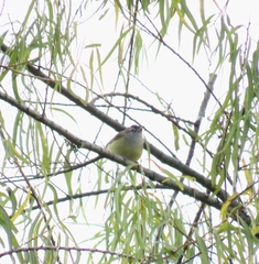 Vireo leucophrys