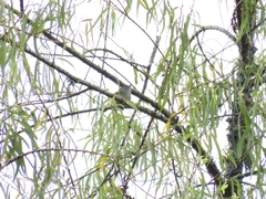 Vireo leucophrys